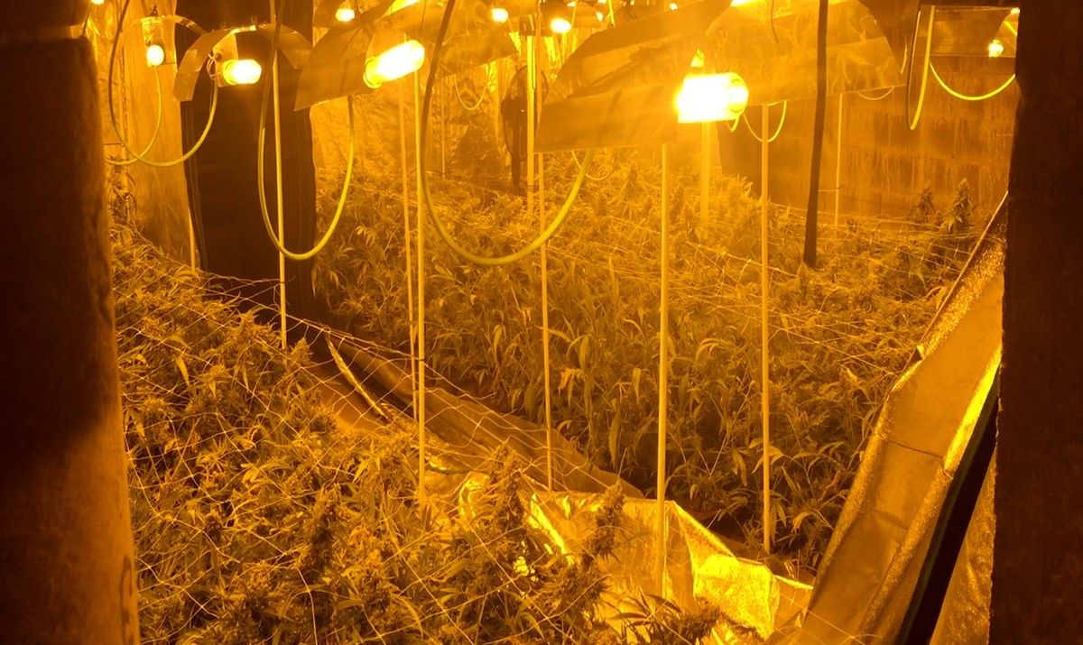 Plantes de marihuana intervingudes en l'operatiu dut a terme a Camarles i Amposta