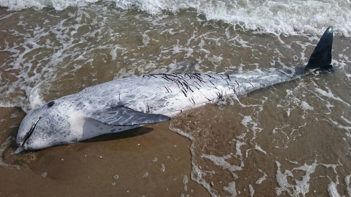 L'exemplar de dofí cap d'olla gris mesurava 2,7 metres