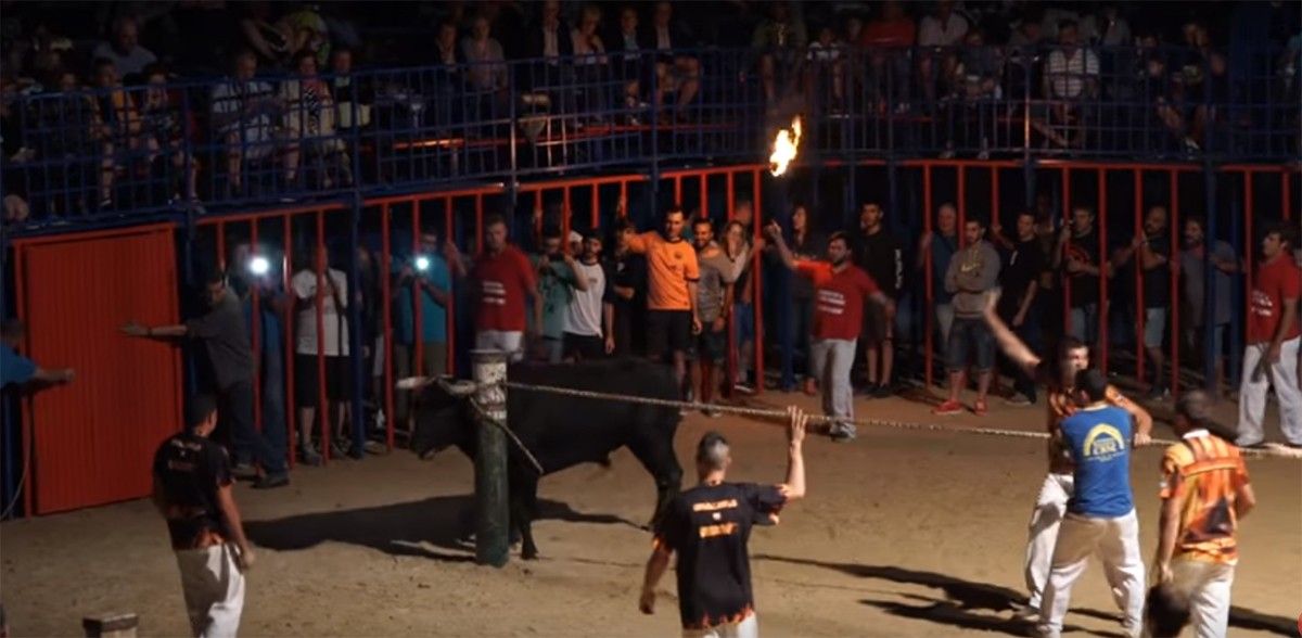 Un dels bous del concurs de Sant Jaume d'Enveja, que va quedar embolicat amb la corda. 