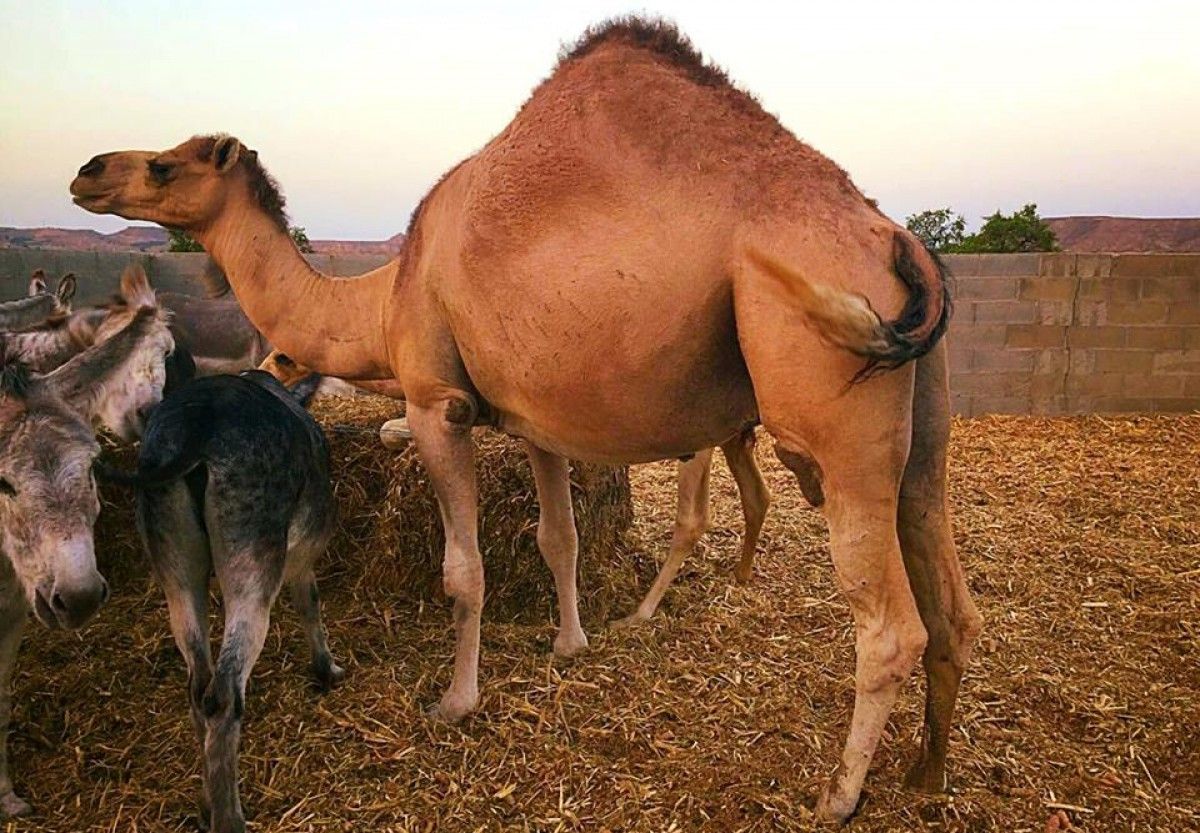 Sultan, el camell protagonista del sorteig del proper 10 de setembre. 