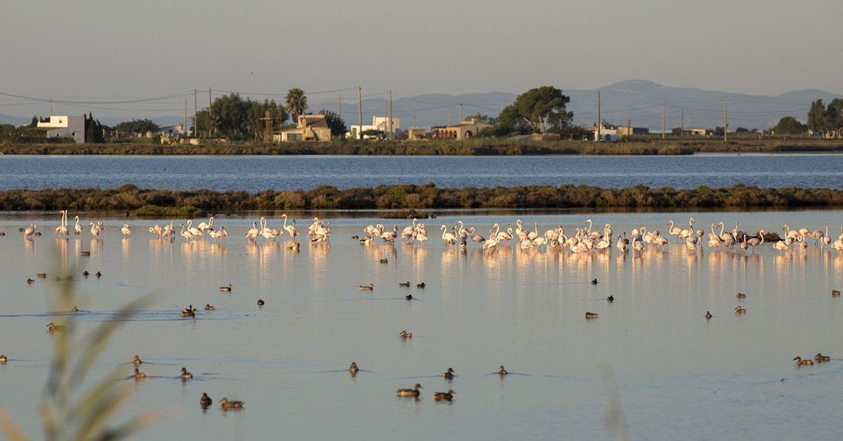 L'observació d'ocells és una de les activitats turístiques que es poden realitzar al Delta. 