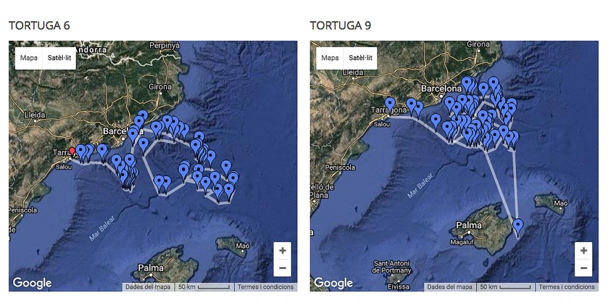 El recorregut de dues tortugues alliberades a Tarragona el passat 31 d'agost 