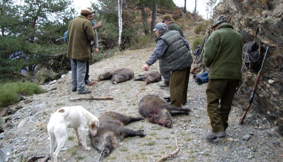 Un grup de caçadors amb porcs senglars morts en una batuda.