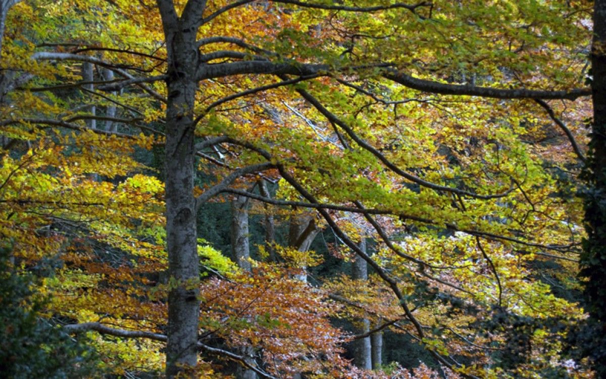 La Fagesa de la Grevolosa, a Osona, és l'única arbreda declarada ara monumental, a banda dels arbres.