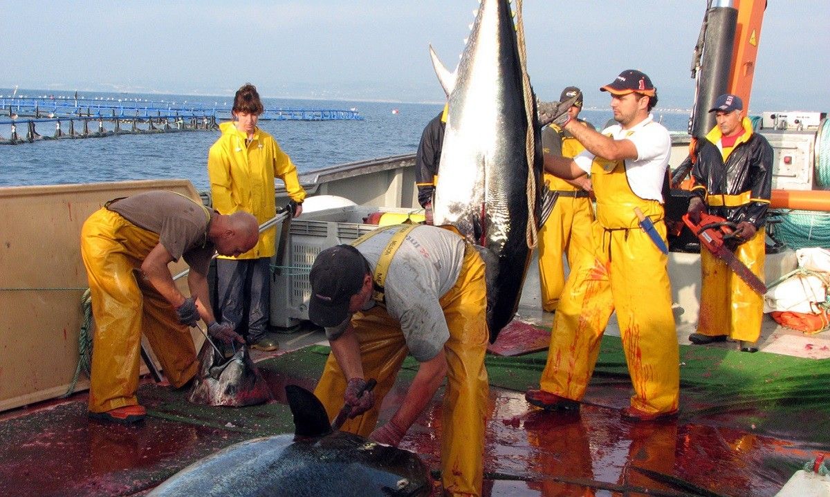 Les tonyines pescades a alta mar són transportades fins la granja situada prop de la costa de l'Ametlla de Mar per al seu engreix i posterior venda. 