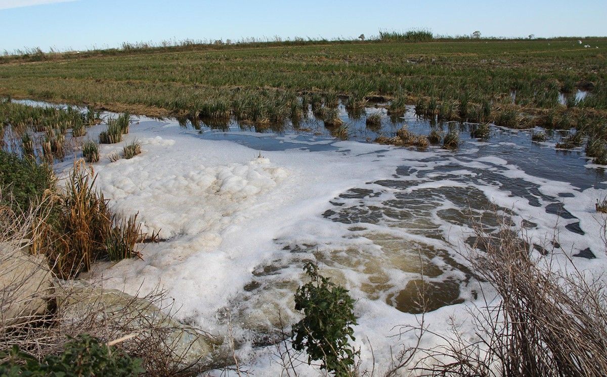 Inundació amb aigua salada per lluitar contra el caragol maçana en un camp d'arròs al terme de Sant Jaume d'Enveja .