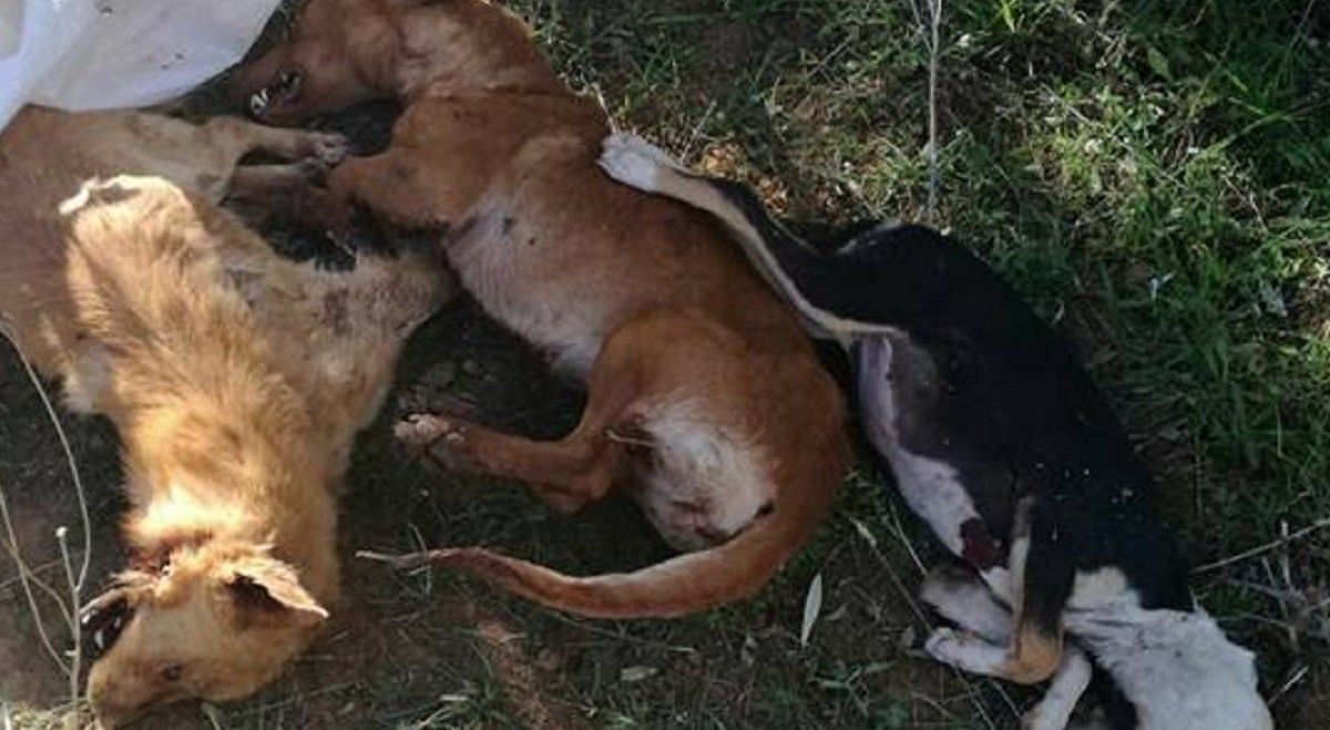 Els tres gossos trobats morts a trets, a l'Aldea.
