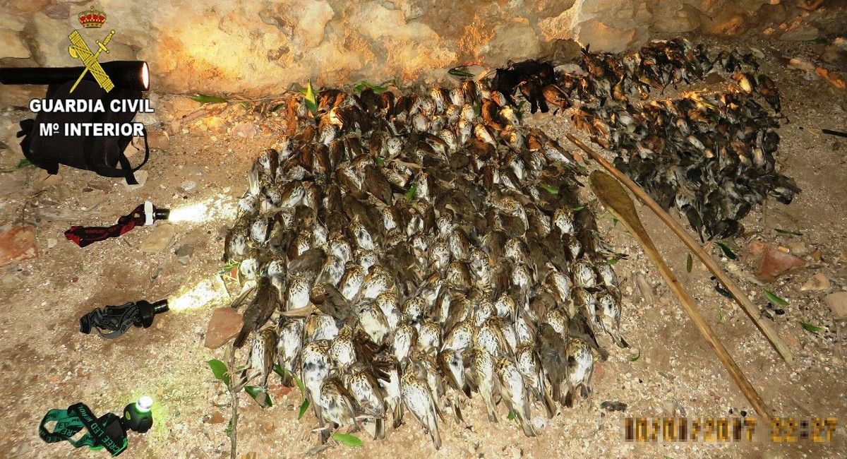 Els ocells morts interceptats i el material de caça furtiva que feien servir els tres investigats.