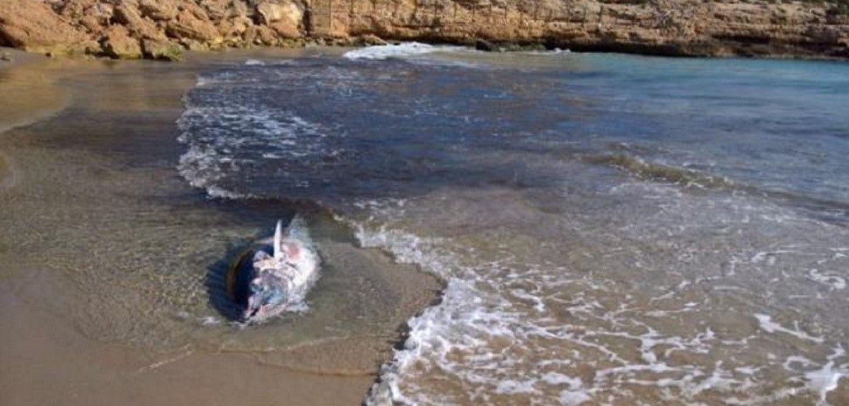 L'exemplar de tonyina roja salvatge que va aparèixer morta a la platja de cala Vidre de l'Ametlla de Mar.