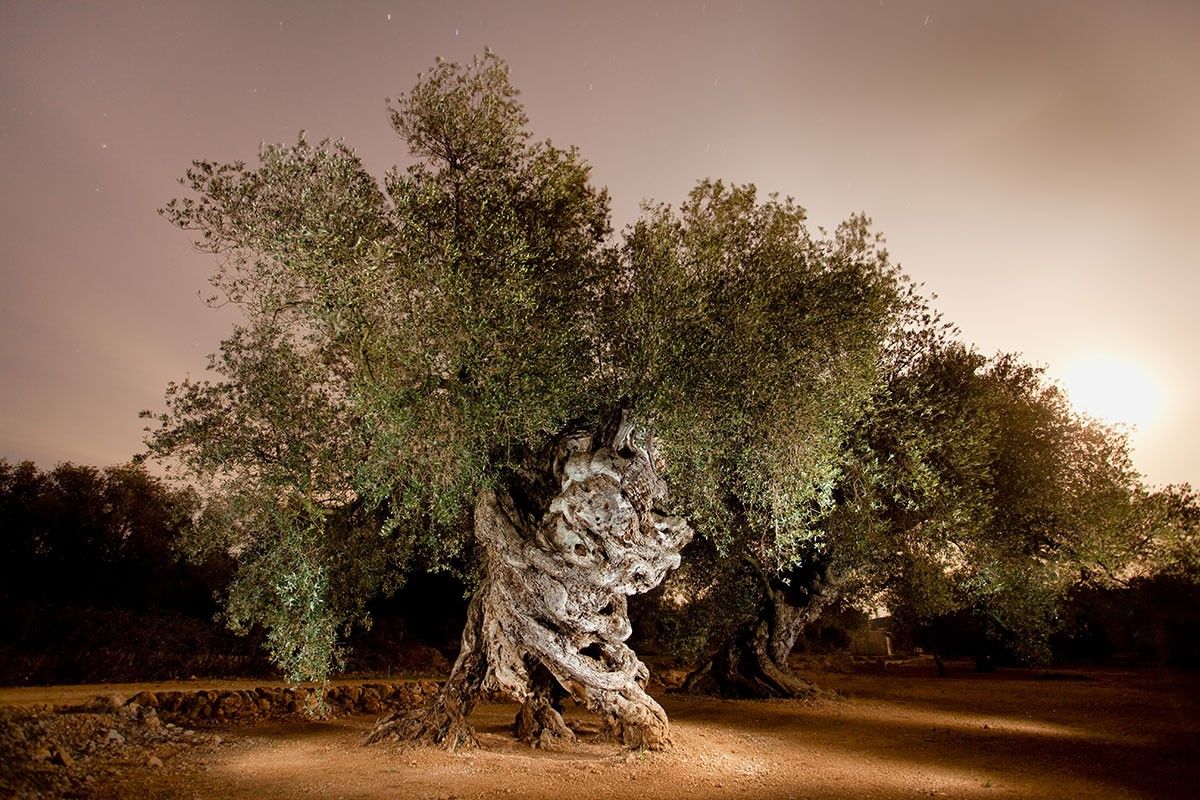 Esta és la imatge de l'olivera mil·lenària publicada en l'edició d'este mes de National Geographic a Espanya.