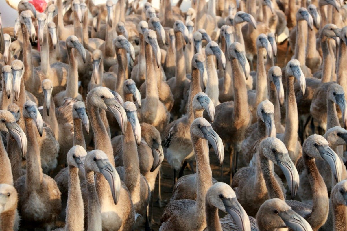 Més de 200 voluntaris anellen 400 polls de flamenc del Parc Natural del Delta de l’Ebre