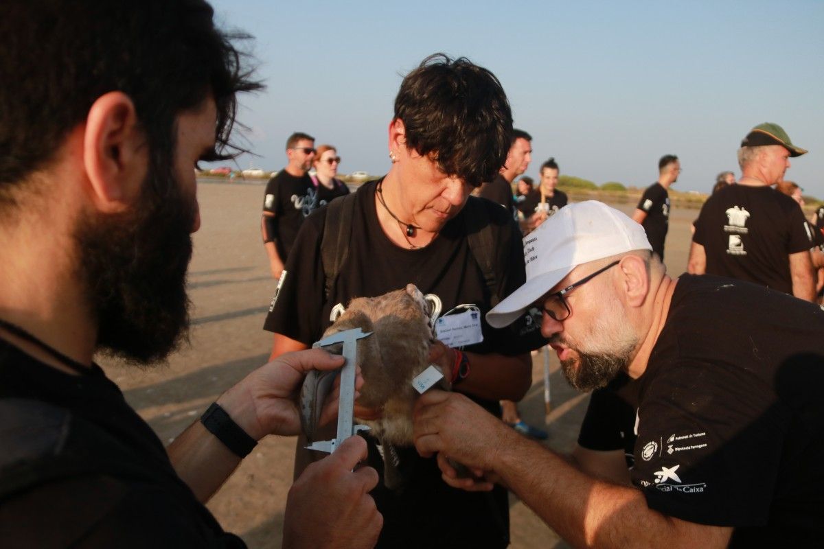 Més de 200 voluntaris anellen 400 polls de flamenc del Parc Natural del Delta de l’Ebre