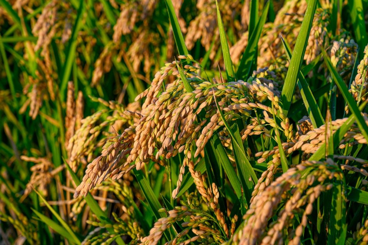 Comença la sega de l'arròs al Delta de l'Ebre