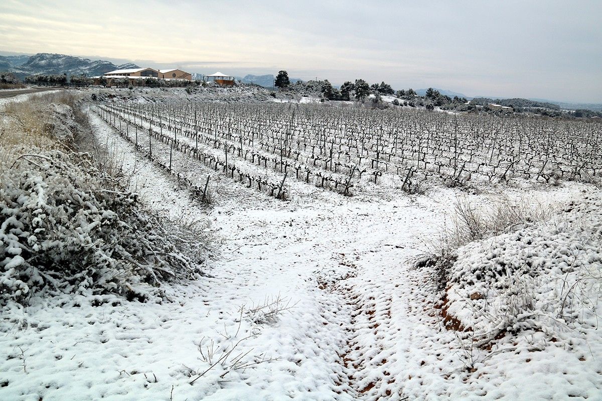 Vinyes nevades a Horta de Sant Joan.