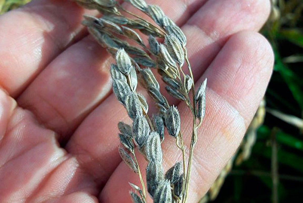 Detall d'una espiga d'arròs buida per efecte del fong.