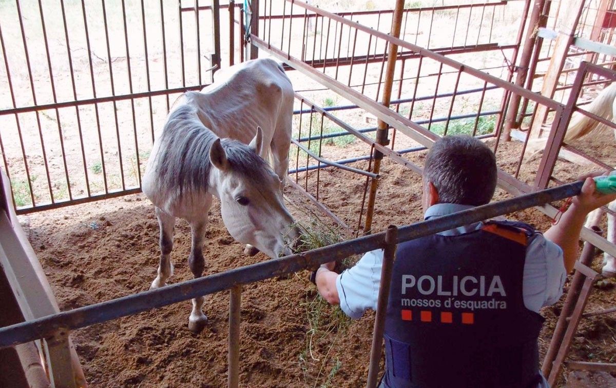 Els agents van localitzar dos cavalls , un ase, un porc i quatre gossos en un greu estat de malnutrició.