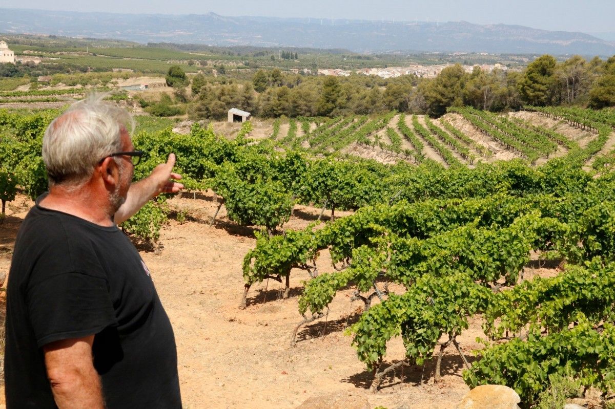 Pagès  preocupat a causa de la sequera de la vinya provocada per l'onada de calor