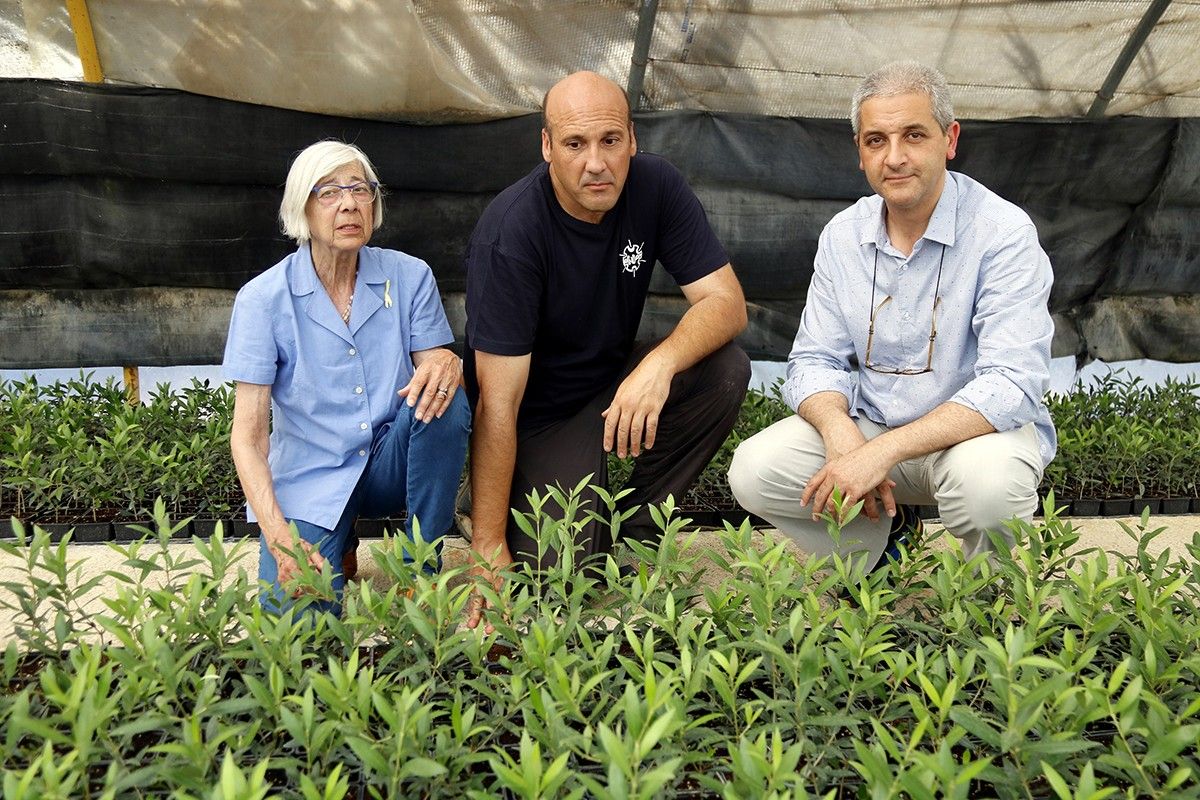 Els responsables d'ACUDAM, Angelina Roure i Jordi Morillas, amb un treballador de l'entitat, observant el planter d'oliveres de Castellnou de Seana.