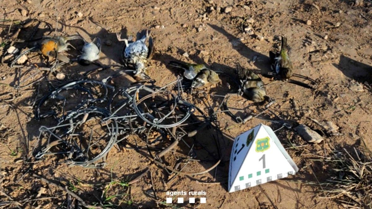 Ceps i ocell morts trobats pels Agents Rurals en una finca privada de Montsià  