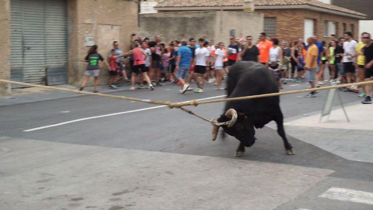 Imatge d'un bou capllaçat a Santa Bàrbara