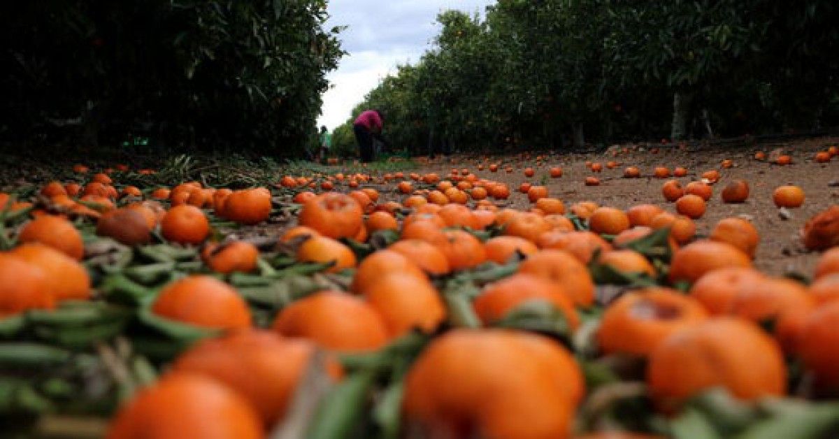 Mandarines al terra en la jornada d'Espigoladors a Santa Bàrbara 