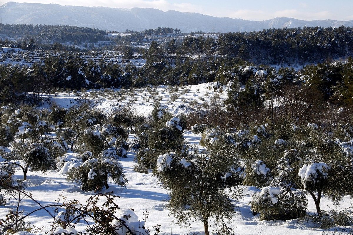 Camp d'oliveres amb arbres amb rames trencades pel pes de la neu.