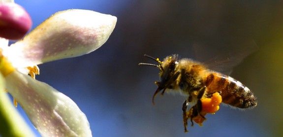 Les abelles desapareixen arreu del món a causa de l'ús dels plaguicides.