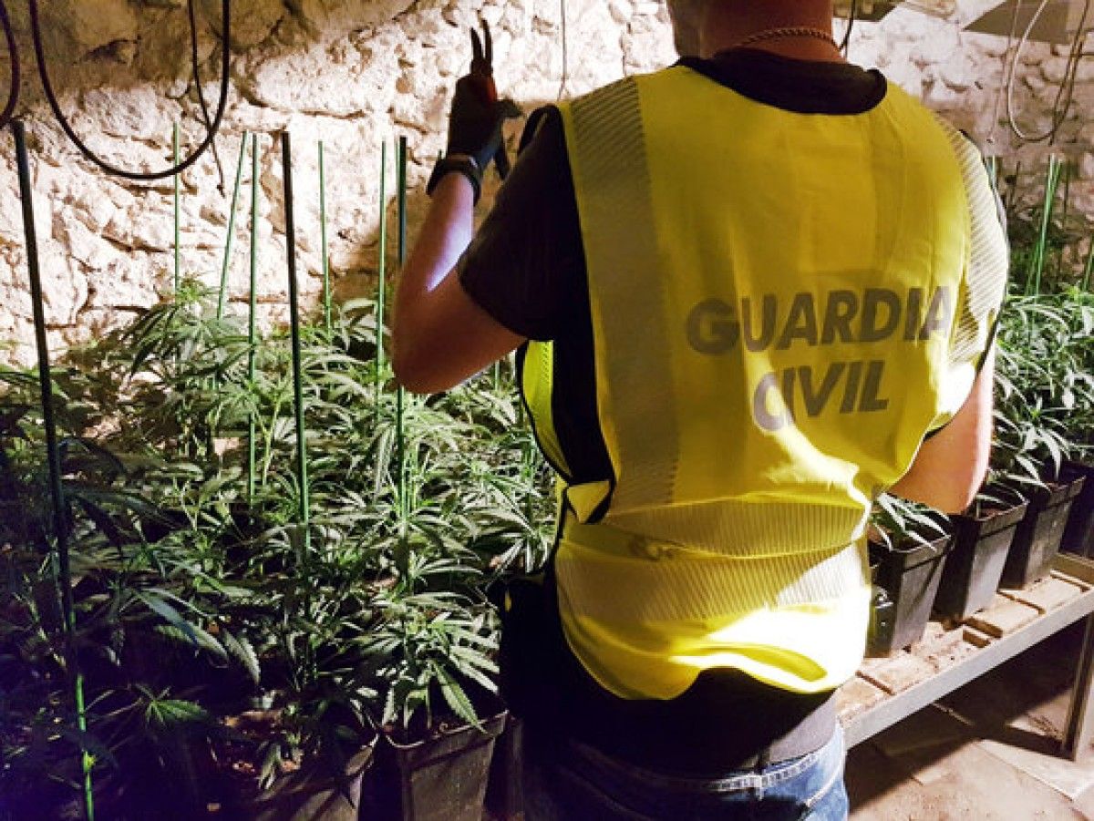 Imatge de les plantacions de marihuana trobades a Tivissa 