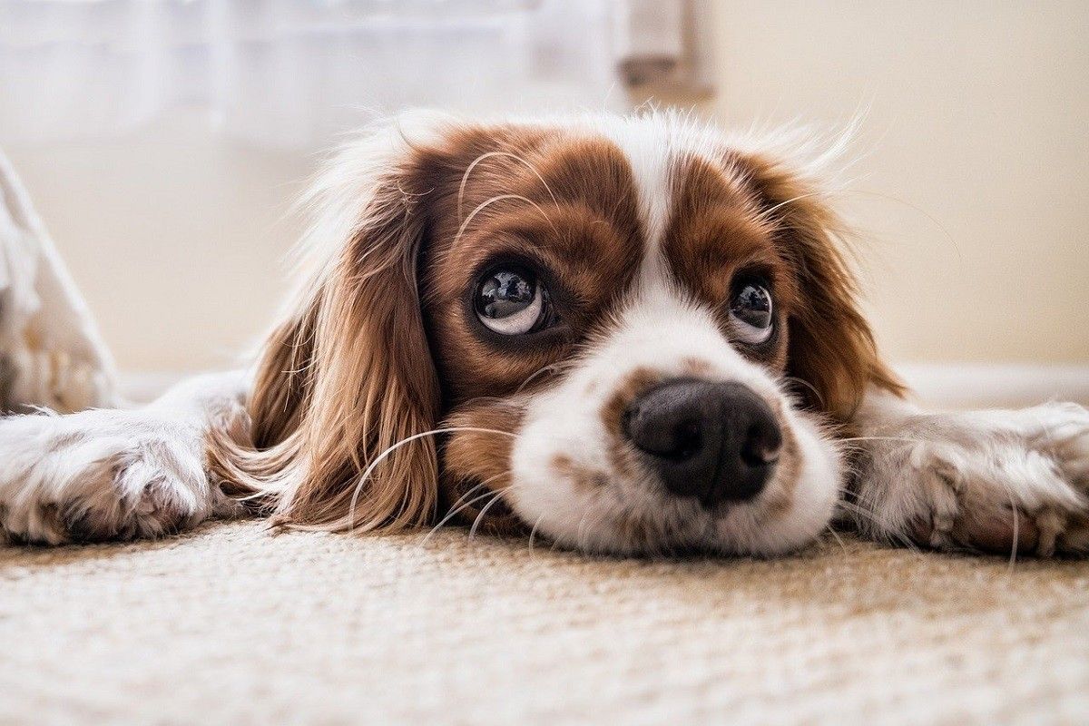 Els gossos detecten 40 cops més bé les olors que els humans