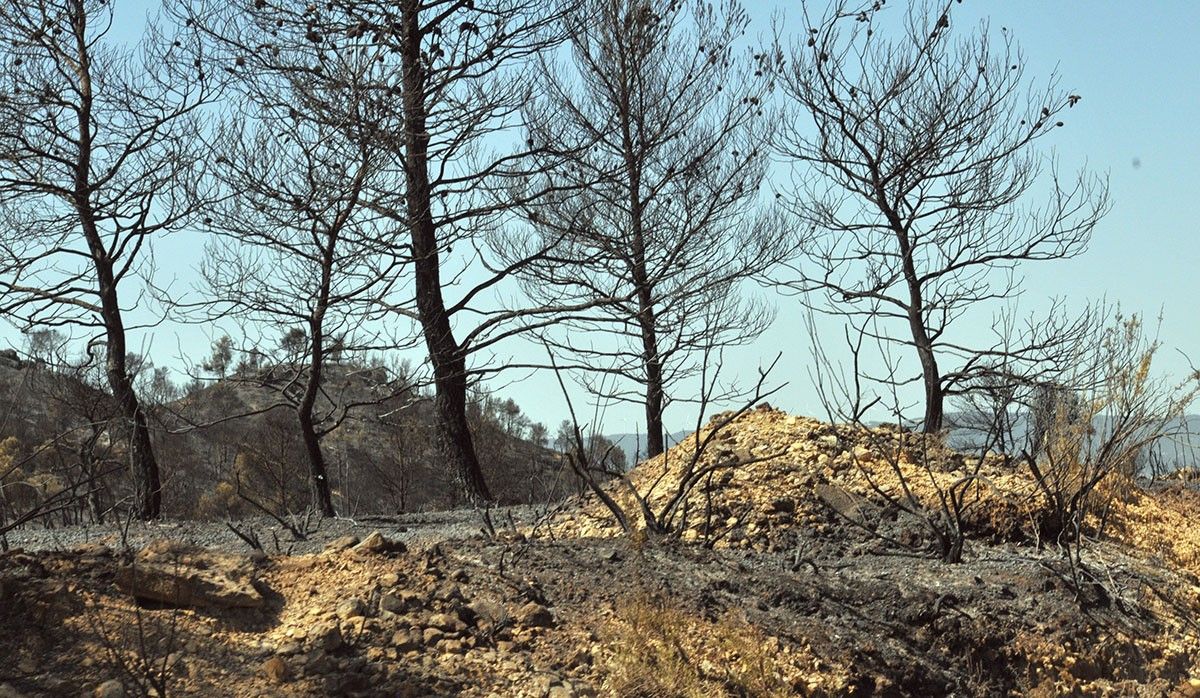 Efectes de l'incendi del juny a la Ribera d'Ebre.