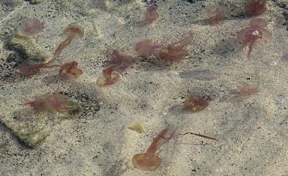Meduses a la costa catalana. 