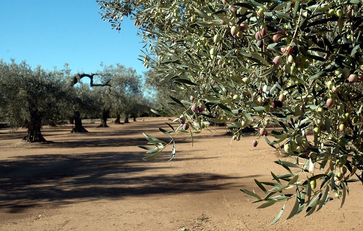 Camp d'oliveres al Baix Ebre. 