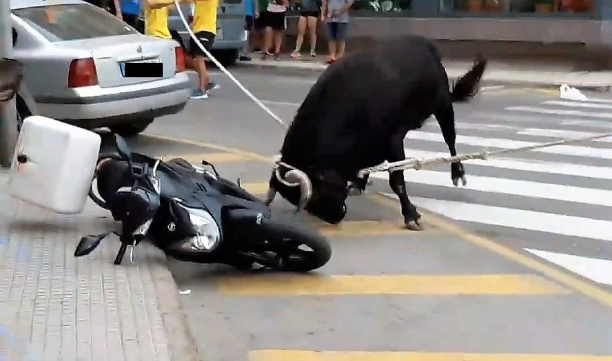 El bou capllaçat pel qual es presenta la denúncia per part de ACTYMA