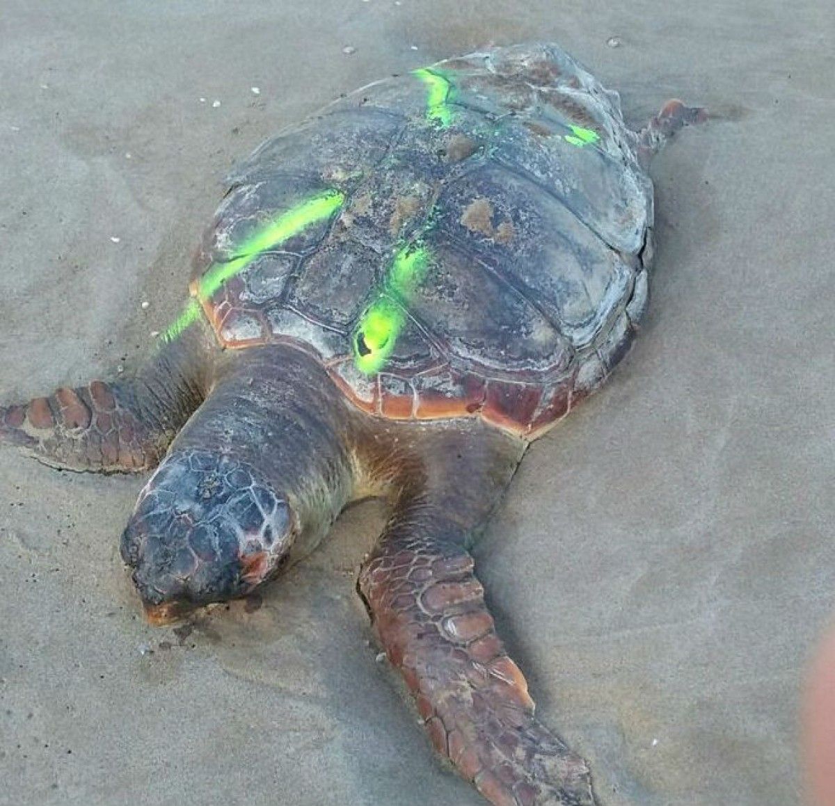 Un exemplar de tortuga babaua trobat a la platja del Trabucador 