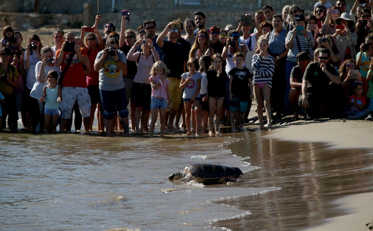 La tortuga Marta entrant novament al mar després de recuperar-se al CRAM.