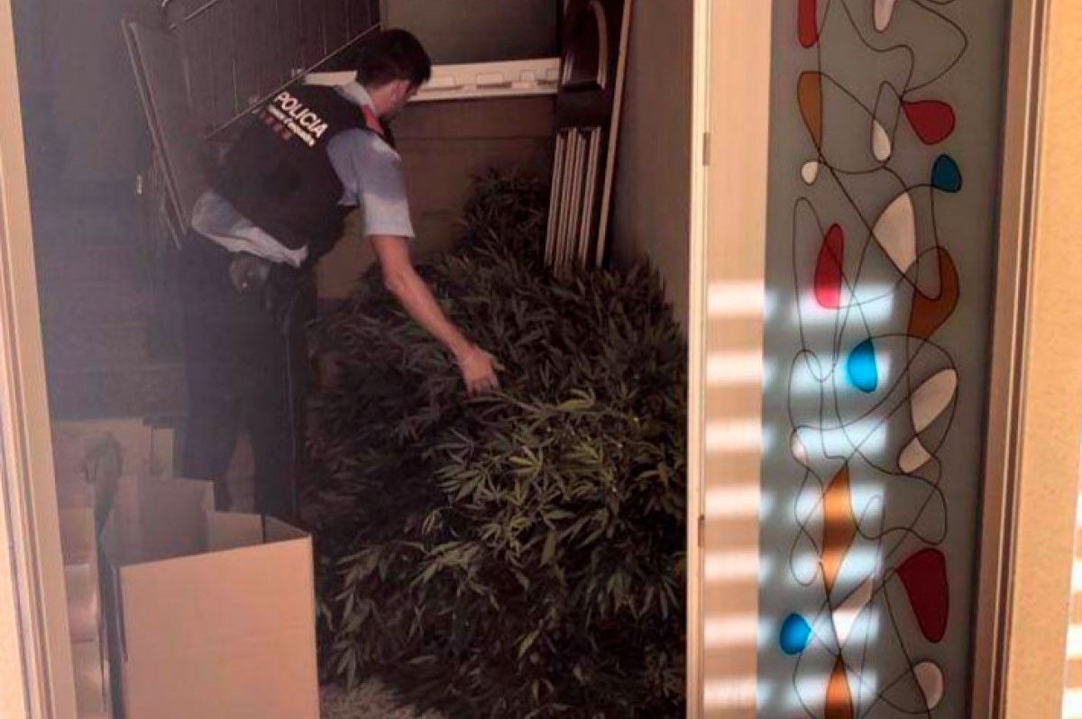 Plantes de marihuana a l'entrada de la casa escorcollada.