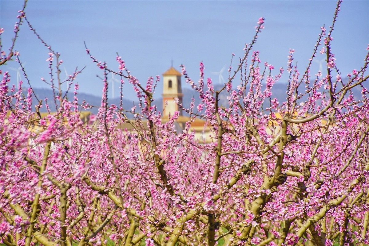 La floració a la Ribera d'Ebre.