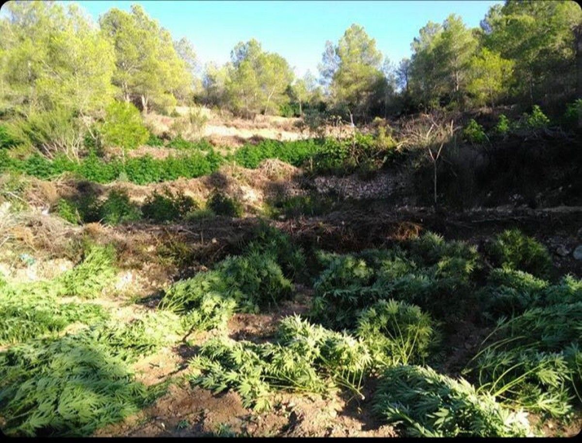 Plantació de marihuanes interceptades a Pinell de Brai