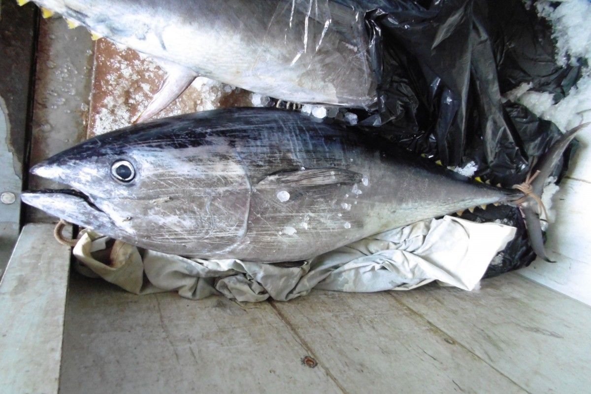 Un exemplar de tonyina decomissada