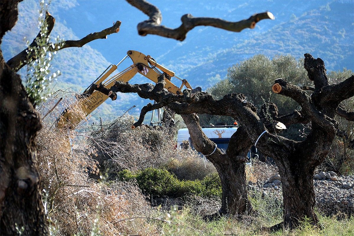 Una màquina treballant per endur-se una olivera al Montsià, en una imattge del 2018.