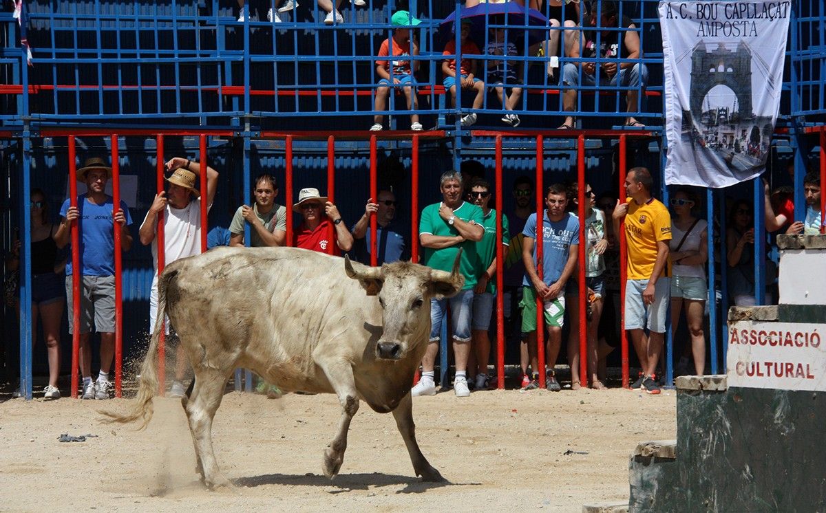 La primera vaca de l'acte taurí de Sant Jaume d'Enveja, al mig de la plaça. 