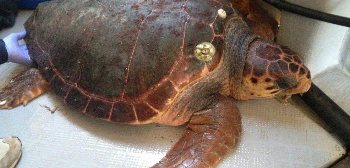 Imatge de la tortuga rescatada