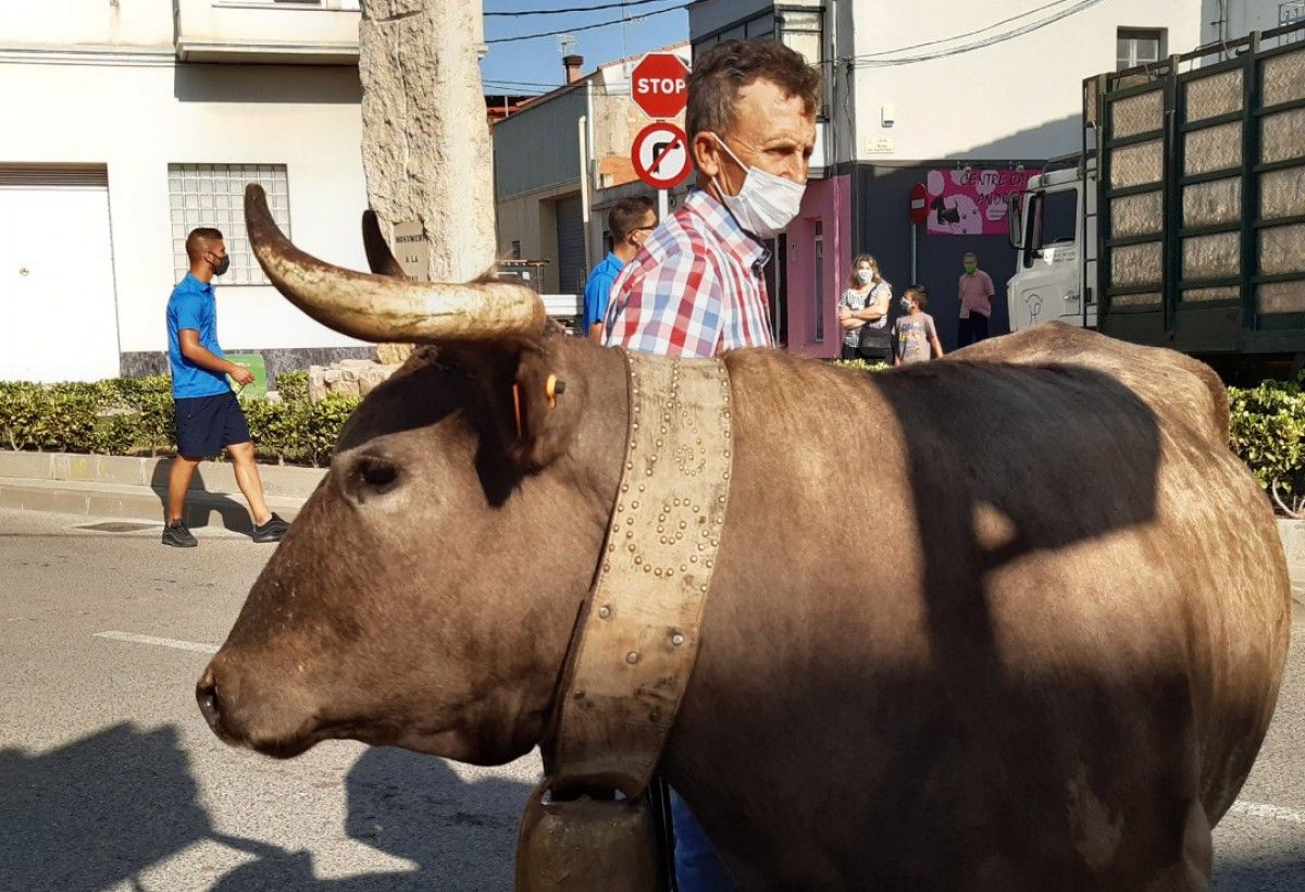 El ramader passejant un manso pels carrers de Santa Bàrbara dissabte passat